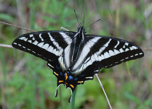 Image of Pale Swallowtail