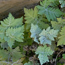 Image of pale silverback fern