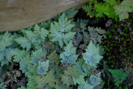 Image of pale silverback fern