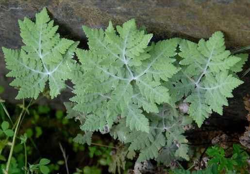 Image of pale silverback fern