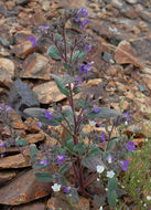 Image of Mariposa phacelia