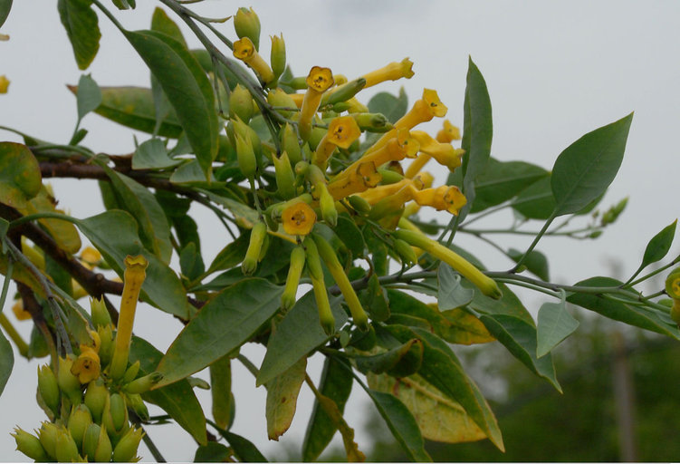 Image of tree tobacco