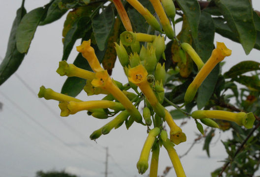 Image of tree tobacco