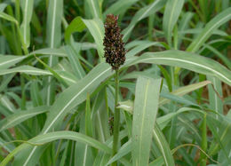 Image of Johnson grass