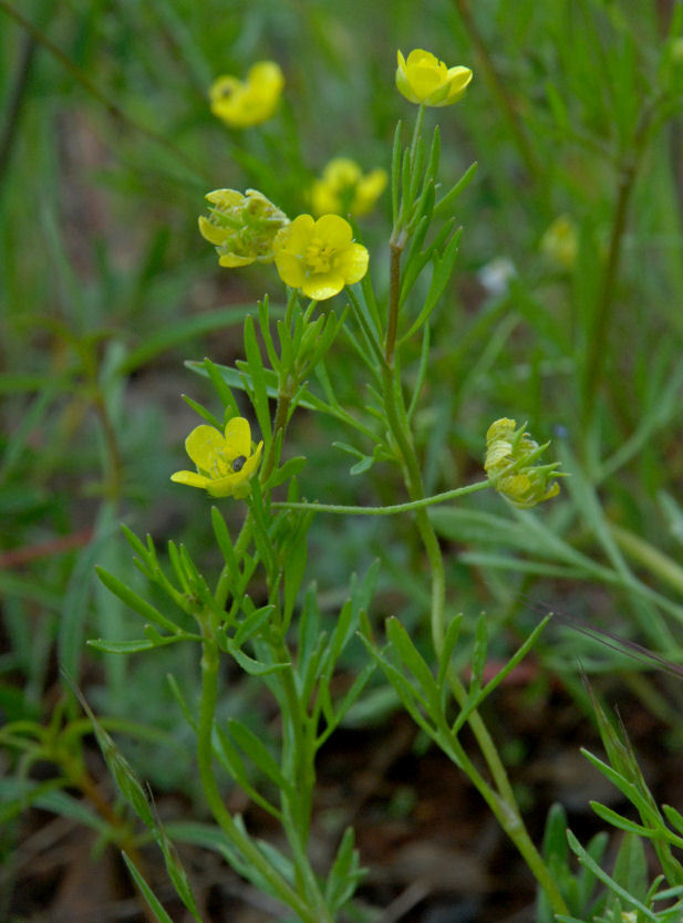 Image of corn buttercup