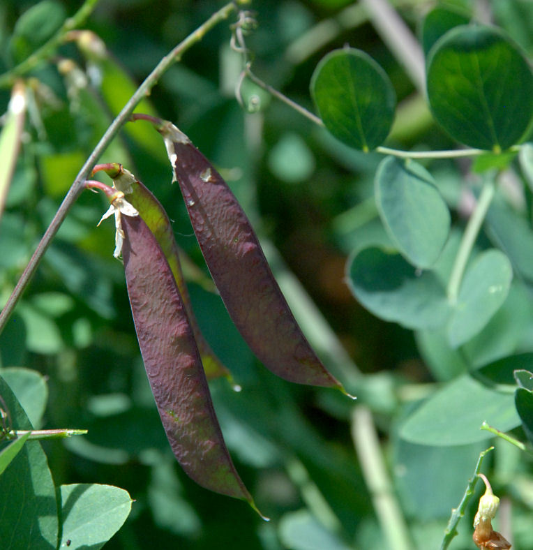 Imagem de Lathyrus sulphureus A. Gray