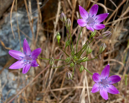 Sivun Triteleia bridgesii (S. Watson) Greene kuva