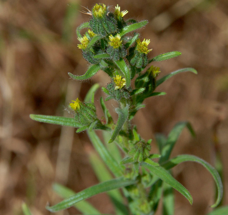 Image of grassy tarweed