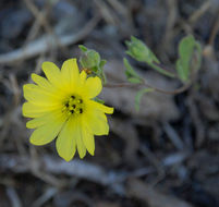 Слика од Lagophylla glandulosa A. Gray