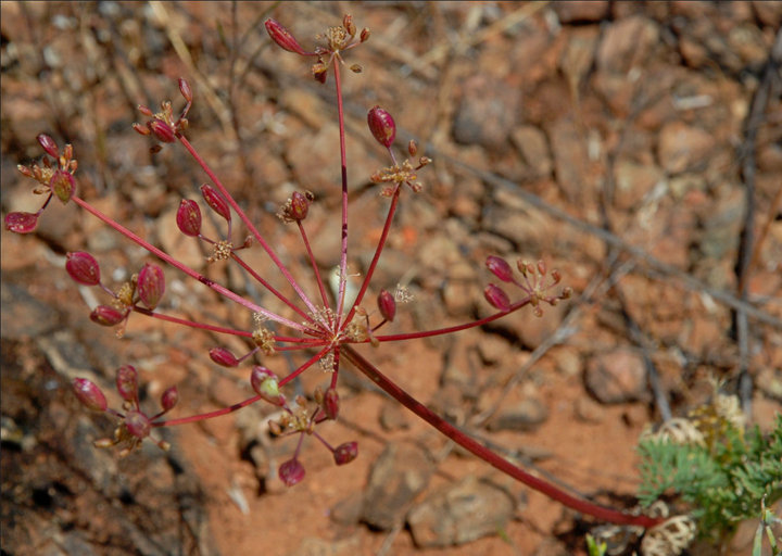 Слика од Lomatium congdonii Coult. & Rose