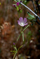 Image of valley checkerbloom