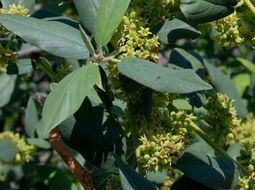 Image de Frangula californica subsp. tomentella (Benth.) J. T. Kartesz & K. N. Gandhi