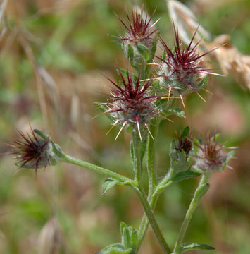 Centaurea melitensis L. resmi