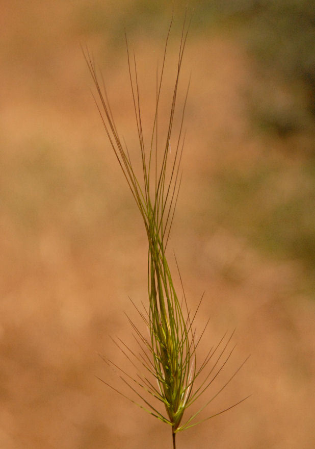 Image of <i>Elymus caput-medusae</i>