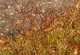 Image of Bermuda grass