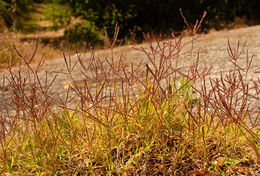 Image of Bermuda grass