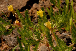 Image of Cut-Leaf Evening-Primrose