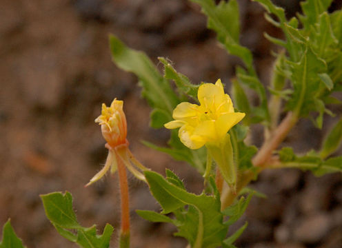 Imagem de Oenothera mexicana Spach