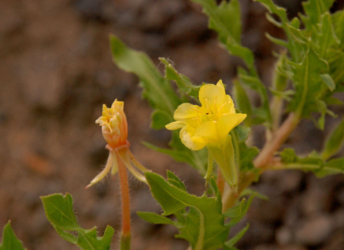 Image of Cut-Leaf Evening-Primrose