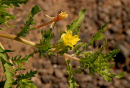 Image of Cut-Leaf Evening-Primrose