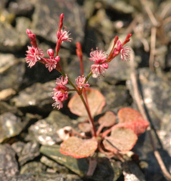 Image of goldencarpet buckwheat