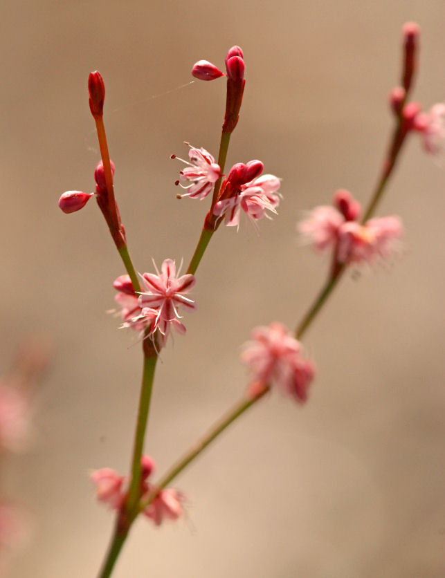 Image of goldencarpet buckwheat