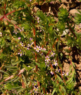 Plancia ëd Lythrum hyssopifolia L.