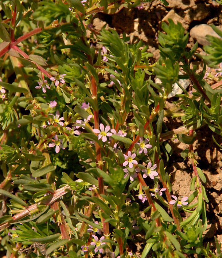 Image de Lythrum à Feuilles d'Hysope