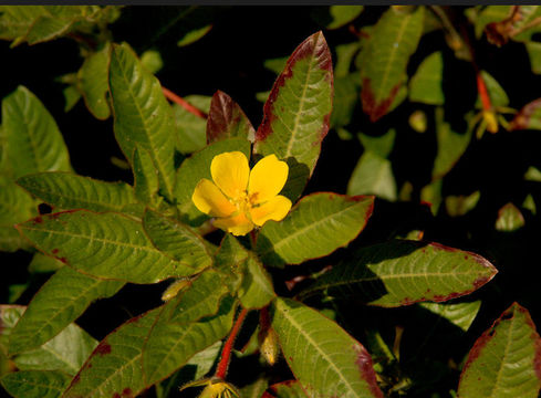 Image of floating primrose-willow