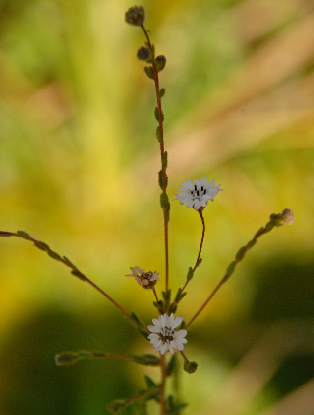 Image of Whitecrown