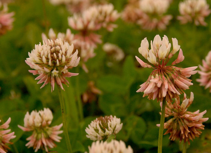 Image of white clover