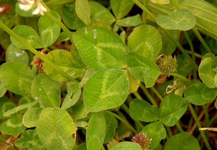 Image of white clover