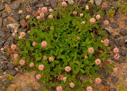 Image of white clover