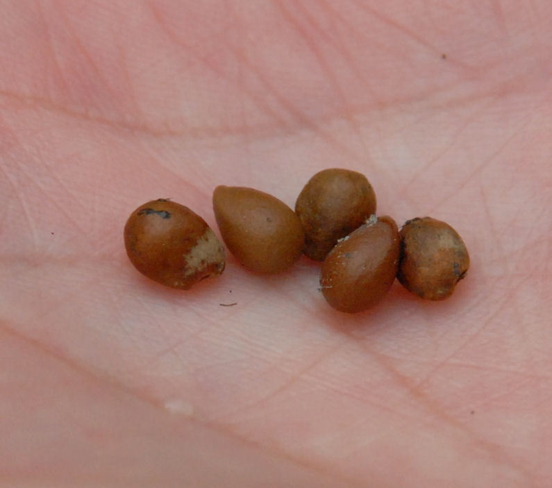 Image of Sierra bladdernut