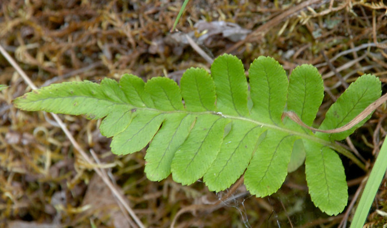 Image of western polypody