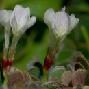 Imagem de Trifolium subterraneum L.