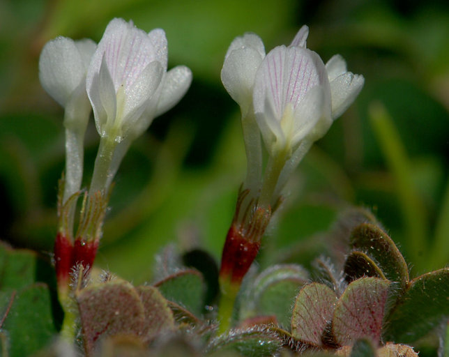 Image of subterranean clover