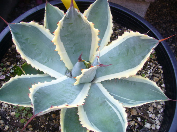 Image of Agave potatorum Zucc.