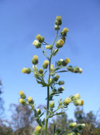 Plancia ëd Laennecia coulteri (A. Gray) G. L. Nesom