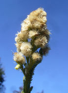 Plancia ëd Laennecia coulteri (A. Gray) G. L. Nesom