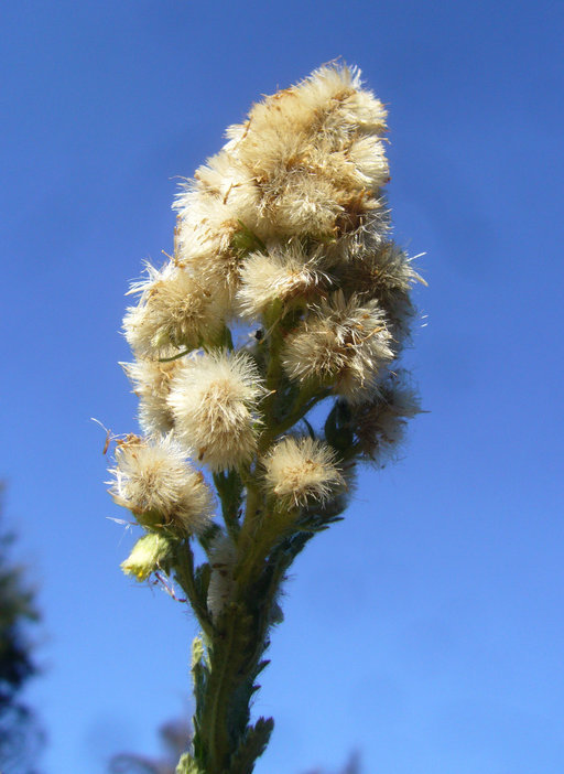 صورة Laennecia coulteri (A. Gray) G. L. Nesom