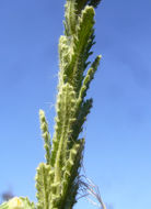 Plancia ëd Laennecia coulteri (A. Gray) G. L. Nesom