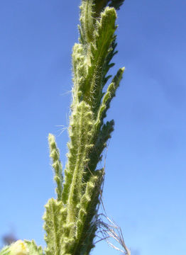 صورة Laennecia coulteri (A. Gray) G. L. Nesom