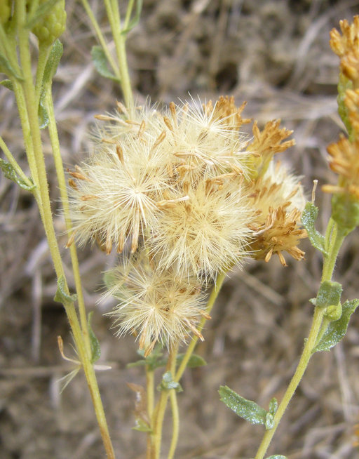 Image of alkali goldenbush