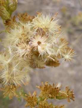 Image of alkali goldenbush