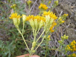 Image of alkali goldenbush