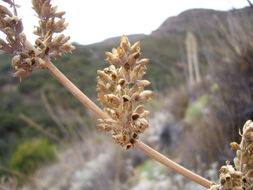 Image of white sage