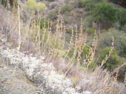 Image of white sage