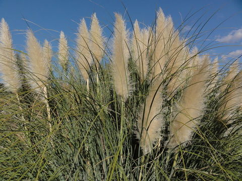 Plancia ëd Cortaderia selloana (Schult. & Schult. fil.) Asch. & Graebn.