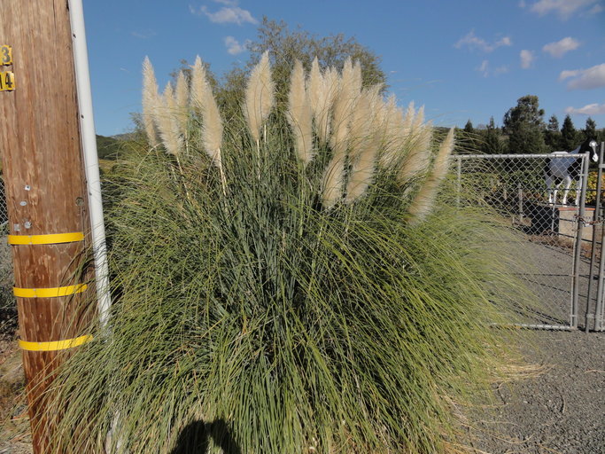Image of Uruguayan pampas grass